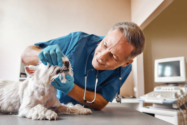 Best Emergency Root Canal Treatment in Old Town, ME